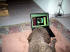 Giubo am Lap Top